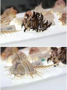 贝壳梦幻世界11