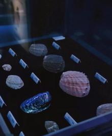 贝壳梦幻世界8