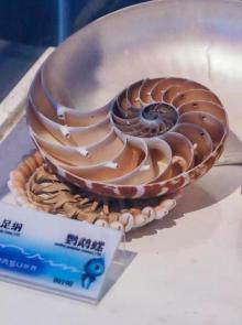 贝壳梦幻世界3
