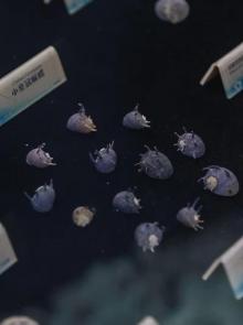 贝壳梦幻世界29