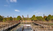 五缘湾湿地公园10