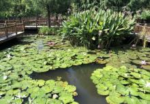 五缘湾湿地公园30