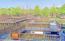 五缘湾湿地公园1
