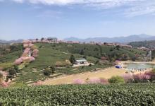 永福台品樱花茶园24