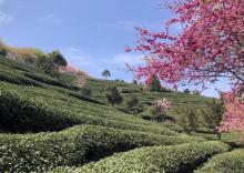永福台品樱花茶园27