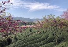 永福台品樱花茶园26