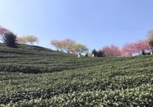 永福台品樱花茶园18