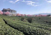 永福台品樱花茶园23