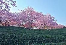 永福台品樱花茶园15