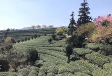 永福台品樱花茶园25