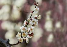 永福台品樱花茶园3