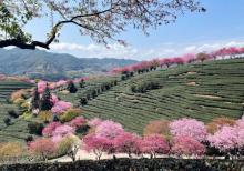 永福台品樱花茶园10