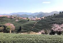 永福台品樱花茶园20
