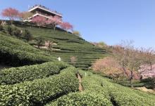 永福台品樱花茶园29