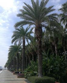 海湾公园25