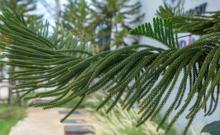 厦门园林植物园20
