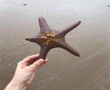 鱼骨沙洲4
