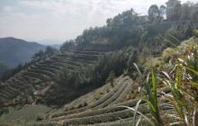 大芹山15