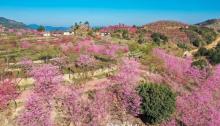 紫云山樱花园6