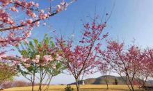 紫云山樱花园7