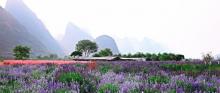 香草森林3