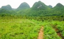 香草森林2