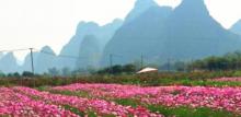 香草森林9