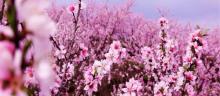 桂阳桃花溪风景区3