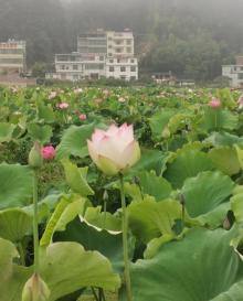 流华湾荷花古村14