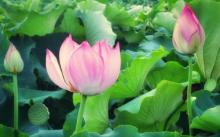 流华湾荷花古村10