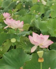 流华湾荷花古村7