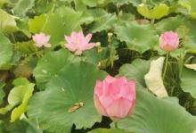 流华湾荷花古村11