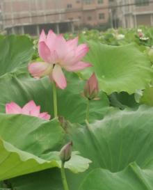 流华湾荷花古村15