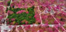 桂阳樱花园4