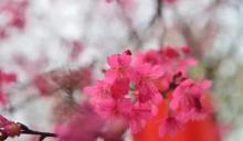 桂阳樱花园6