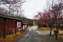 桂阳樱花园3