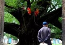 平乐榕津古榕9