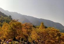 桐子坳9