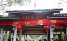 大榕树7