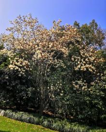 凤凰山公园9