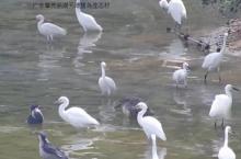 天湖鹭鸟生态风景区27
