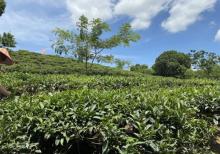 十里茶香茶场6