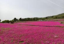 芝樱小镇15
