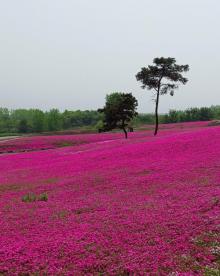 芝樱小镇13