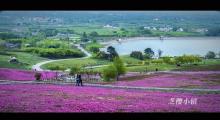 芝樱小镇20
