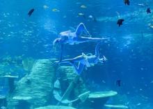 阜阳尧泰汉海海洋公园5