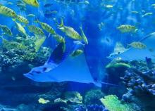 阜阳尧泰汉海海洋公园8