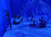 阜阳尧泰汉海海洋公园12