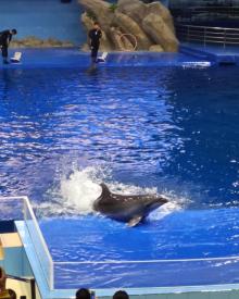阜阳尧泰汉海海洋公园27