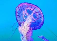 阜阳尧泰汉海海洋公园7